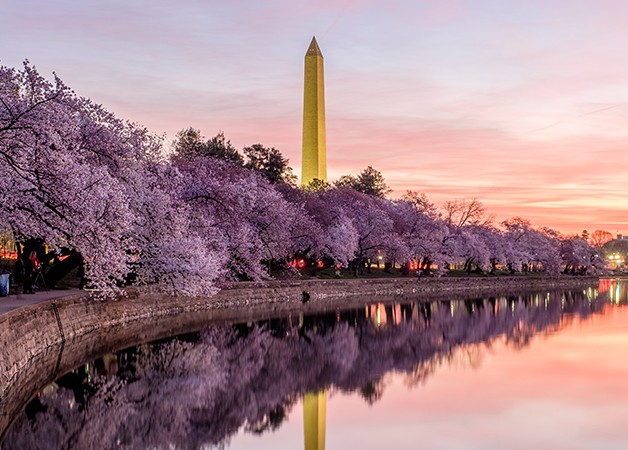 Pink skies over the Tidal Basin and Washington Monument in Washington, D.C., while the yoshino cherry trees are in full bloom.